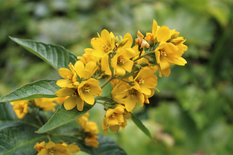 Leadership Lessons from Flowers